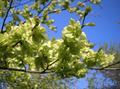 Oriental Beech